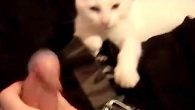 Cute guy plays with his kitten and jerks off